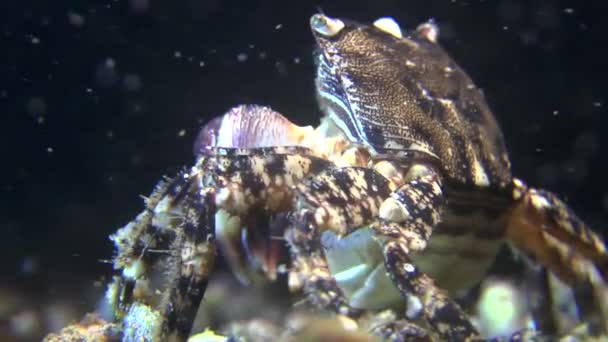 Reproductie van marmeren krab (Pachygrapsus marmoratus). — Stockvideo