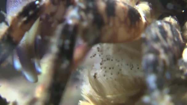 Reprodukcja z marmuru kraba (Pachygrapsus marmurkowata). — Wideo stockowe