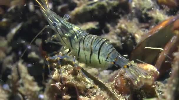 Sea prawn (Palaemon elegans). — Stock Video