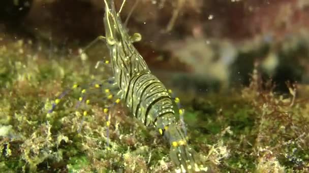 Морские креветки (Palaemon elegans ). — стоковое видео