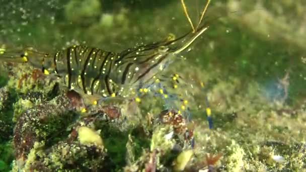 Krewetki morze (Palaemon elegans). — Wideo stockowe