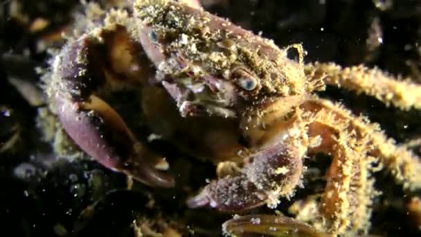 Crab włochate (Pilumnus hirtellus). — Wideo stockowe