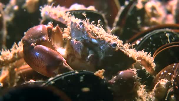 Hairy crab (Pilumnus hirtellus). — Stockvideo