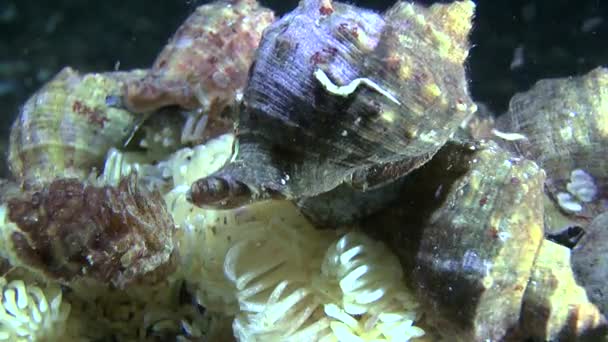 Veined whelk (Rapana venosa). — Stock Video