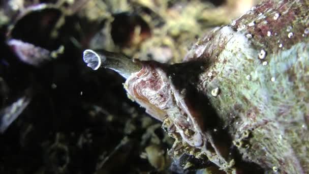 Жильних черевоногих молюсків (Rapana venosa). — стокове відео