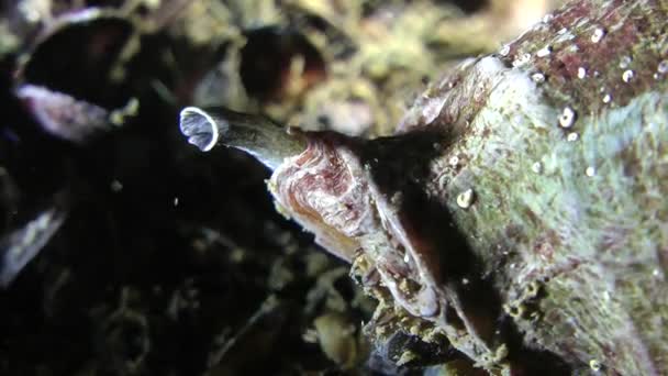 Veined whelk (Rapana venosa). — Stock Video