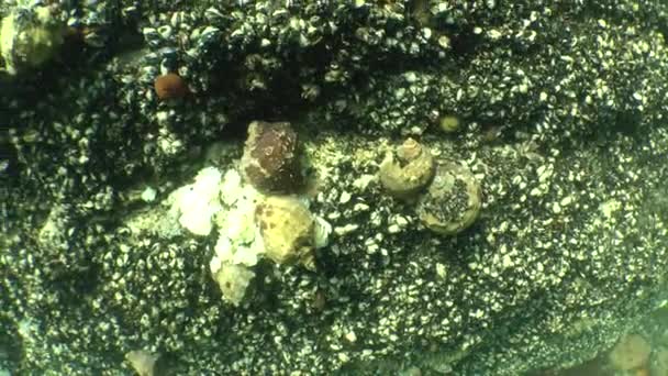 Жильних черевоногих молюсків (Rapana venosa). — стокове відео