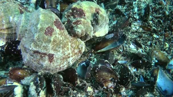 Veined whelk (Rapana venosa). — Stock Video