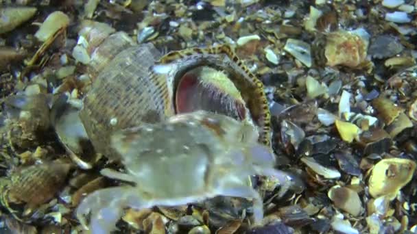 Veined whelk (Rapana venosa). — Stock Video