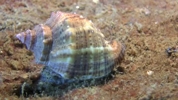 Veined whelk (Rapana venosa). — Stock Video