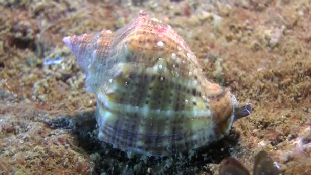 Veined whelk (Rapana venosa). — Stock Video