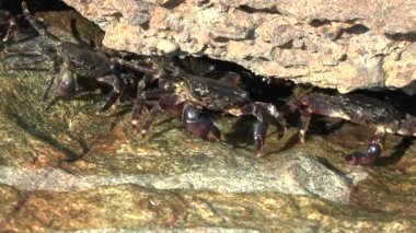 Mermer rock Yengeç (Marmara pavuryası).