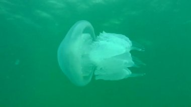 Varil denizanası (Rhizostoma pulmo).