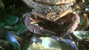 Jaguar yuvarlak Yengeç (Xantho poressa).