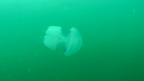 Barrel jellyfish (Rhizostoma pulmo). — Stock Video