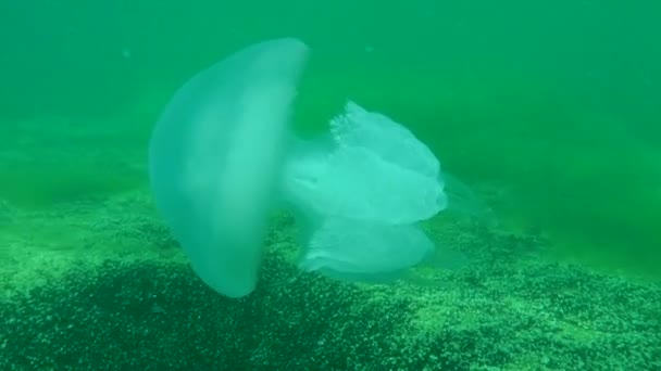 Hordó medúza (Rhizostoma pulmo). — Stock videók