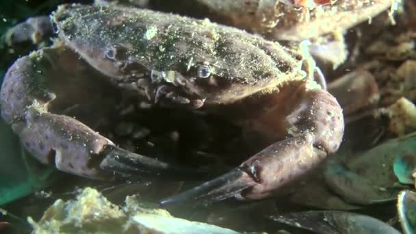 Jaguar round crab (Xantho poressa). — Stock Video