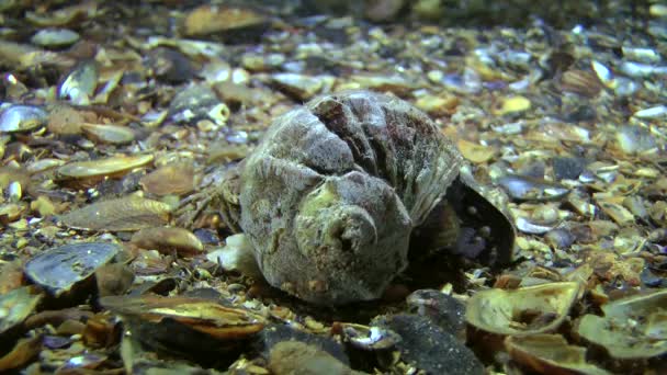 Jaguar crabe rond (Xantho poressa ). — Video