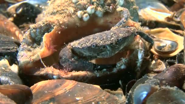 Jaguar round crab (Xantho poressa). — Stock Video