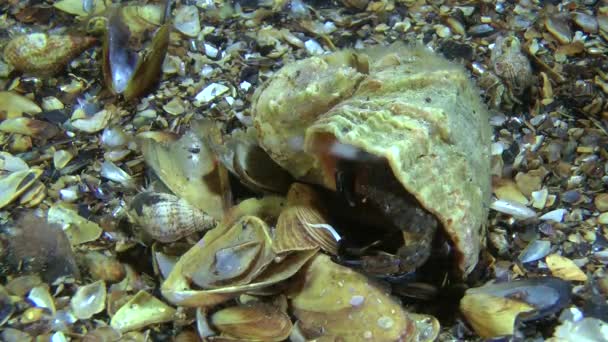 Jaguar crabe rond (Xantho poressa ).