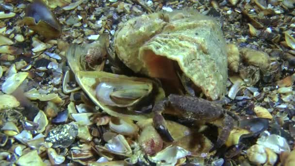 Jaguar round crab (Xantho poressa). — Stock Video