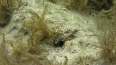 Sphynx blenny (Aidablennius sphynx).