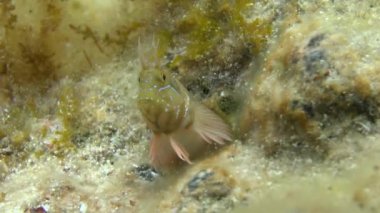 Sphynx blenny (Aidablennius sphynx).