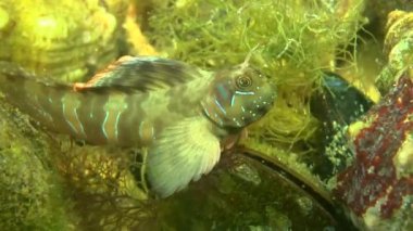 Sphynx blenny (Aidablennius sphynx).