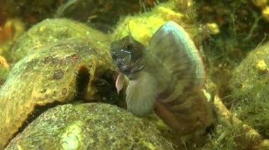 Sphynx blenny (Aidablennius sphynx).