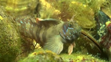 Sphynx blenny (Aidablennius sphynx).