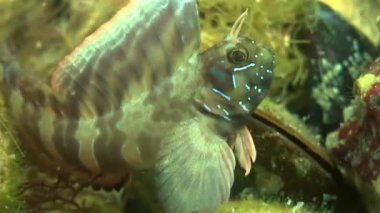 Sphynx blenny (Aidablennius sphynx).