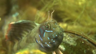 Sphynx blenny (Aidablennius sphynx).