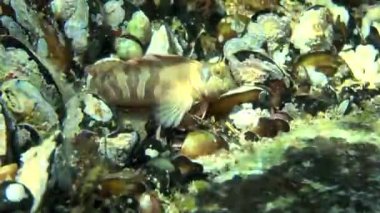 Sphynx blenny (Aidablennius sphynx).