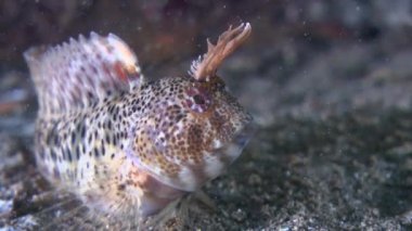 Dokunaçlı blenny (Parablennius tentacularis).