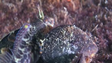Zvonimir'ın blenny (Parablennius zvonimiri).