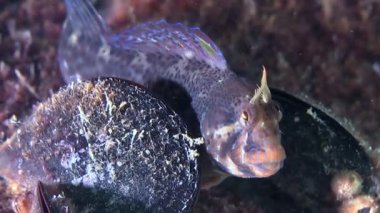 Zvonimir'ın blenny (Parablennius zvonimiri).