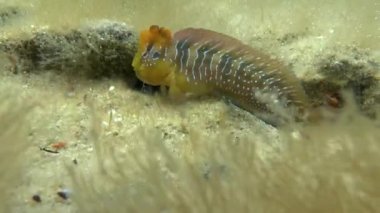Tavus kuşu blenny (Salaria pavo).