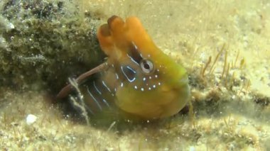 Tavus kuşu blenny (Salaria pavo).