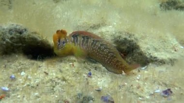 Tavus kuşu blenny (Salaria pavo).