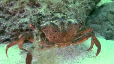 Shore Yengeç (Çingene maenas).