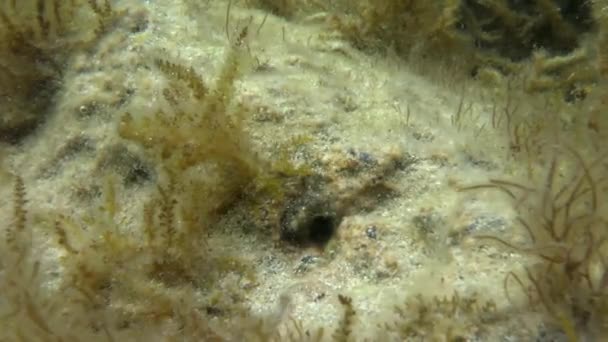 Esfinge blenny (Aidablennius sphynx ). — Vídeos de Stock