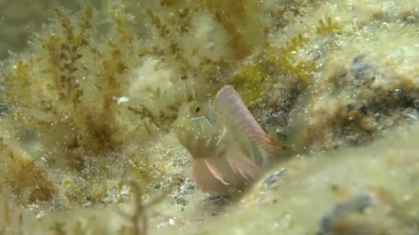 Esfinge blenny (Aidablennius sphynx ). — Vídeos de Stock