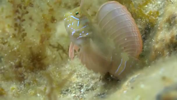 Sphynx blenny (Aidablennius sphynx). — Stock Video