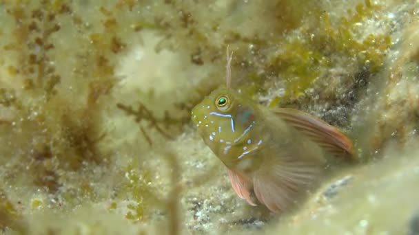 Esfinge blenny (Aidablennius sphynx ). — Vídeos de Stock