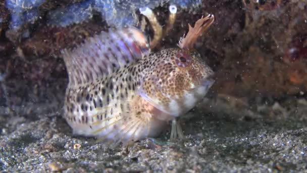 Tentacled nyálkáshal (Parablennius-tentacularis). — Stock videók