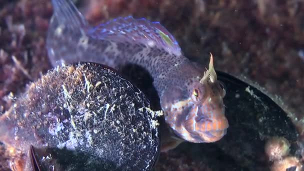 Zvonimir blenny (Parablennius zvonimiri ). — Video Stock