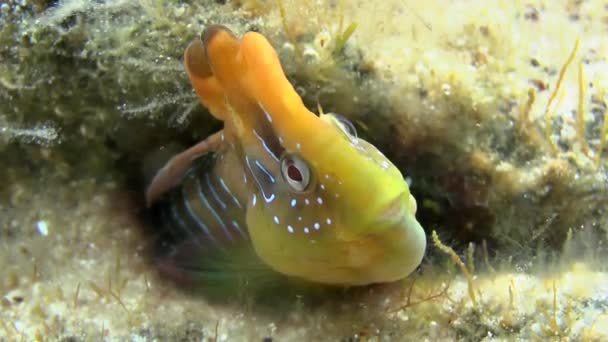 Peacock blenny (Salaria pavo). — Stock Video