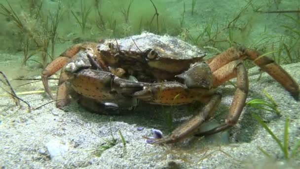 Crabe des rivages (Carcinus maenas) ). — Video