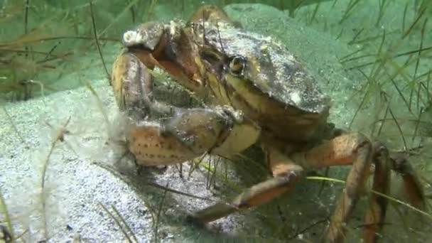 Crabe des rivages (Carcinus maenas) ).