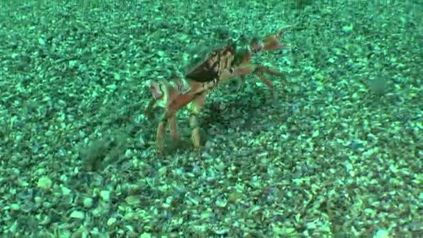 Crabe des rivages (Carcinus maenas) ).